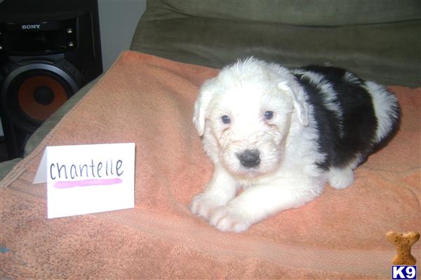 Old English Sheepdog